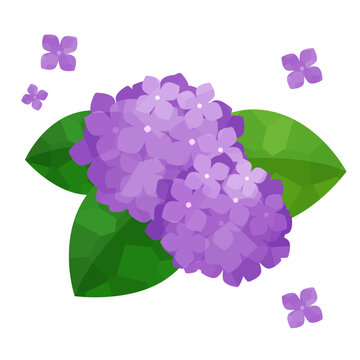 紫のあじさいイラスト