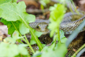 私のカバンの下でとぐろを巻いていた。大きく美しいアオダイショウ（ナミヘビ科）。
日本国東京都八王子市、八王子城跡にて。
2024年5月撮影。
It was sprawled out under my bag.
A large and beautiful Japanese rat snake (Elaphe climacophora).
