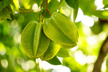 Close-up of Averrhoa carambola fruit on the tree
