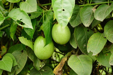 Passiflora edulis fruit on the fence