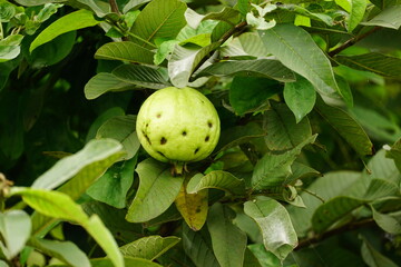 Close-up of guava fruit on tree
