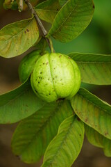 Close-up of guava fruit on tree