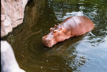 cute hippopotamus in water