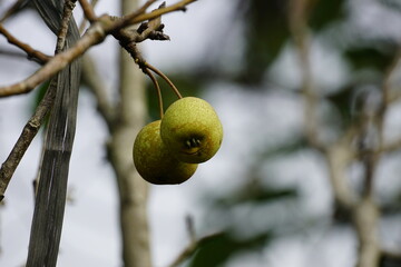 Close-up of Pyrus fruit on a tree