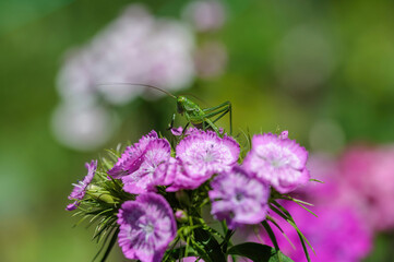 Close up of a speckled bush-cricket Leptophyes punctatissima