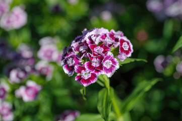 Close up view of Summer flowering Sweet William, Dianthus barbatus