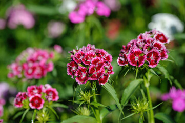 Close up view of Summer flowering Sweet William, Dianthus barbatus