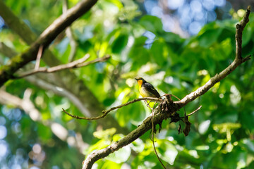 新緑の林で美しくさえずる可愛いキビタキ（ヒタキ科）。
日本国東京都八王子市、八王子城跡にて。
2024年5月撮影。
A lovely Narcissus Flycatcher, (Ficedula narcissina, family Cyanopterygidae) singing beautifully in in the fresh greenery woods.
