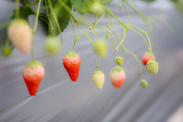 いちご狩り