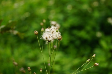 Close-up of Herba Blumeae Lacerae flower blooming