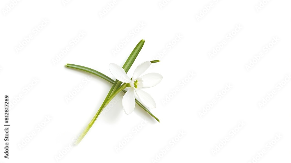 Poster Snowdrop spring first single flower isolated on white background Hello spring Creative layout Top view flat lay Design element Springtime greeting card Easter holiday concept : Generative AI