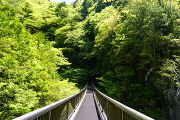 新緑の森を行く　みたらい渓谷みたらい橋