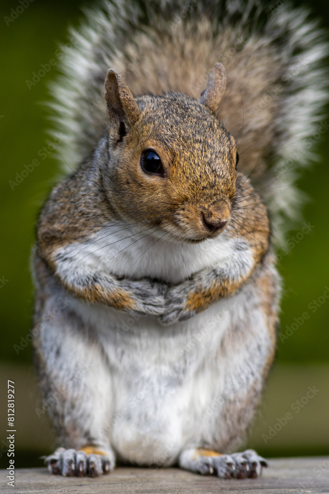 Wall mural Eastern gray squirrel, Sciurus carolinensis, closeup standing with paws together with a curious look - Wall murals