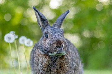 Gray rabbit poses in green grass with soft bokeh background copy text space