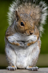Eastern gray squirrel, Sciurus carolinensis, closeup standing with paws together with a curious look