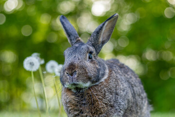 Gray rabbit poses in green grass with soft bokeh background copy text space
