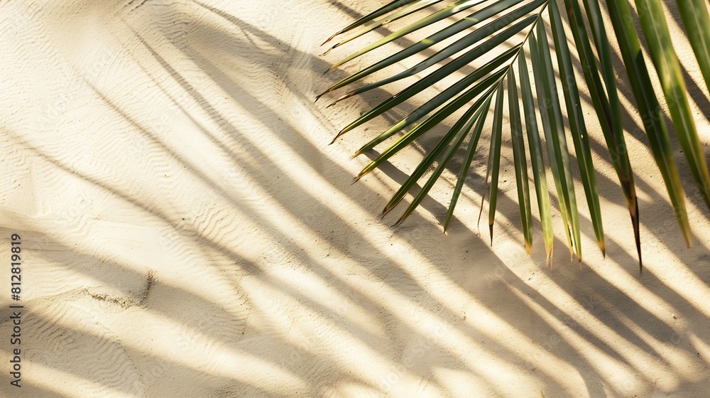 Poster aesthetic palm leaf on shadow on sand background texture copy space minimal summer concept : generat