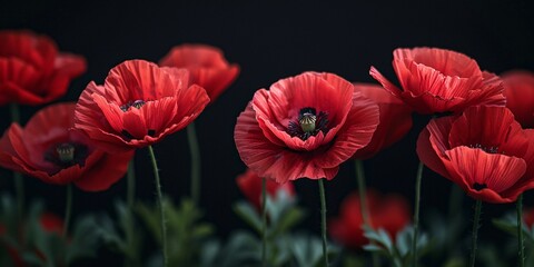 Obraz premium Vivid Red Poppies in a Field - Nature's Palette