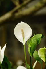 Close-up of Spathiphyllum flower