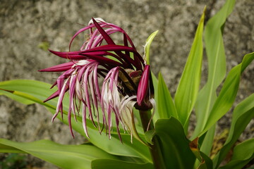 Obraz premium Close-up of Crinum amabile flower blooming