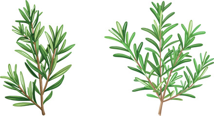 Rosemary plant, fresh herb branch with green leaves