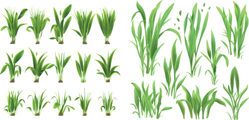 Realistic set of green grass sprouts