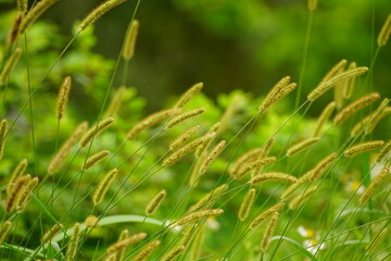 green grass in the wind