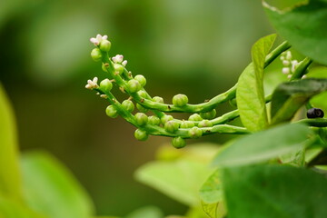 Close-up of Basella rubra L flower