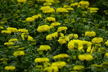 Yellow Tagetes erecta flowers bloom