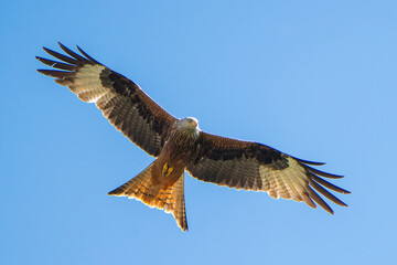 Red Kite in flight against the sky.