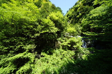 新緑の森を行く　天川村みたらい渓谷