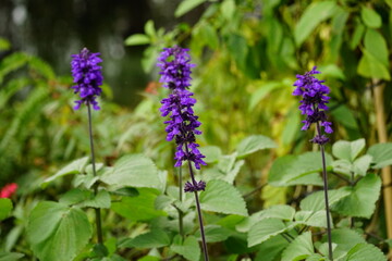 Obraz premium Close-up of Salvia nemorosa flower