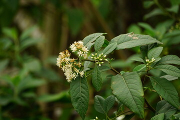 Gymnanthemun Amygdalinum tree blooms