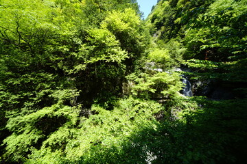新緑の森を行く　天川村みたらい渓谷