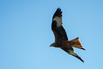 Red Kite in flight against the sky.