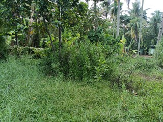 Views of the beautiful landscape of Kerala, India