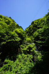 新緑の森を行く　天川村みたらい渓谷