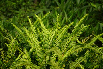 fern leaf in the forest