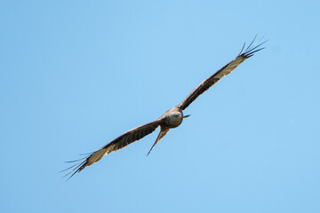 Red Kite in flight against the sky.