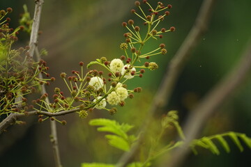Close-up of Leucaena leucocephala flower