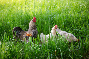 rooster and hen in long green grass of meadow