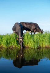 black and white spotted cows in green meadow drink from canal at sunrise in the netherlands