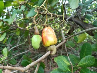 Cashew is the common name of a tropical evergreen tree Anacardium occidentale, in the family Anacardiaceae. It is native to South America