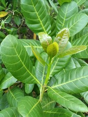 Cashew is the common name of a tropical evergreen tree Anacardium occidentale, in the family Anacardiaceae. It is native to South America