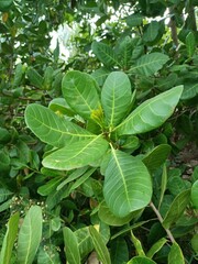 Cashew is the common name of a tropical evergreen tree Anacardium occidentale, in the family Anacardiaceae. It is native to South America