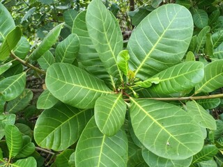 Cashew is the common name of a tropical evergreen tree Anacardium occidentale, in the family Anacardiaceae. It is native to South America