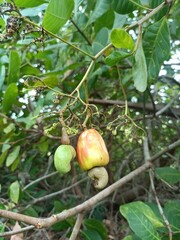 Cashew is the common name of a tropical evergreen tree Anacardium occidentale, in the family Anacardiaceae. It is native to South America