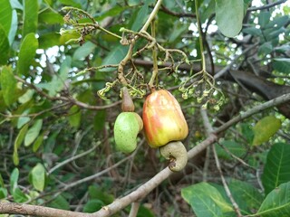 Cashew is the common name of a tropical evergreen tree Anacardium occidentale, in the family Anacardiaceae. It is native to South America