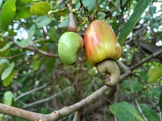 Cashew is the common name of a tropical evergreen tree Anacardium occidentale, in the family Anacardiaceae. It is native to South America