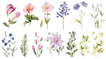 Set of watercolor wildflowers painting isolated on clear png background and transparent background. Fresh and nature concept for nature decorative and flower element, AI generative.	
